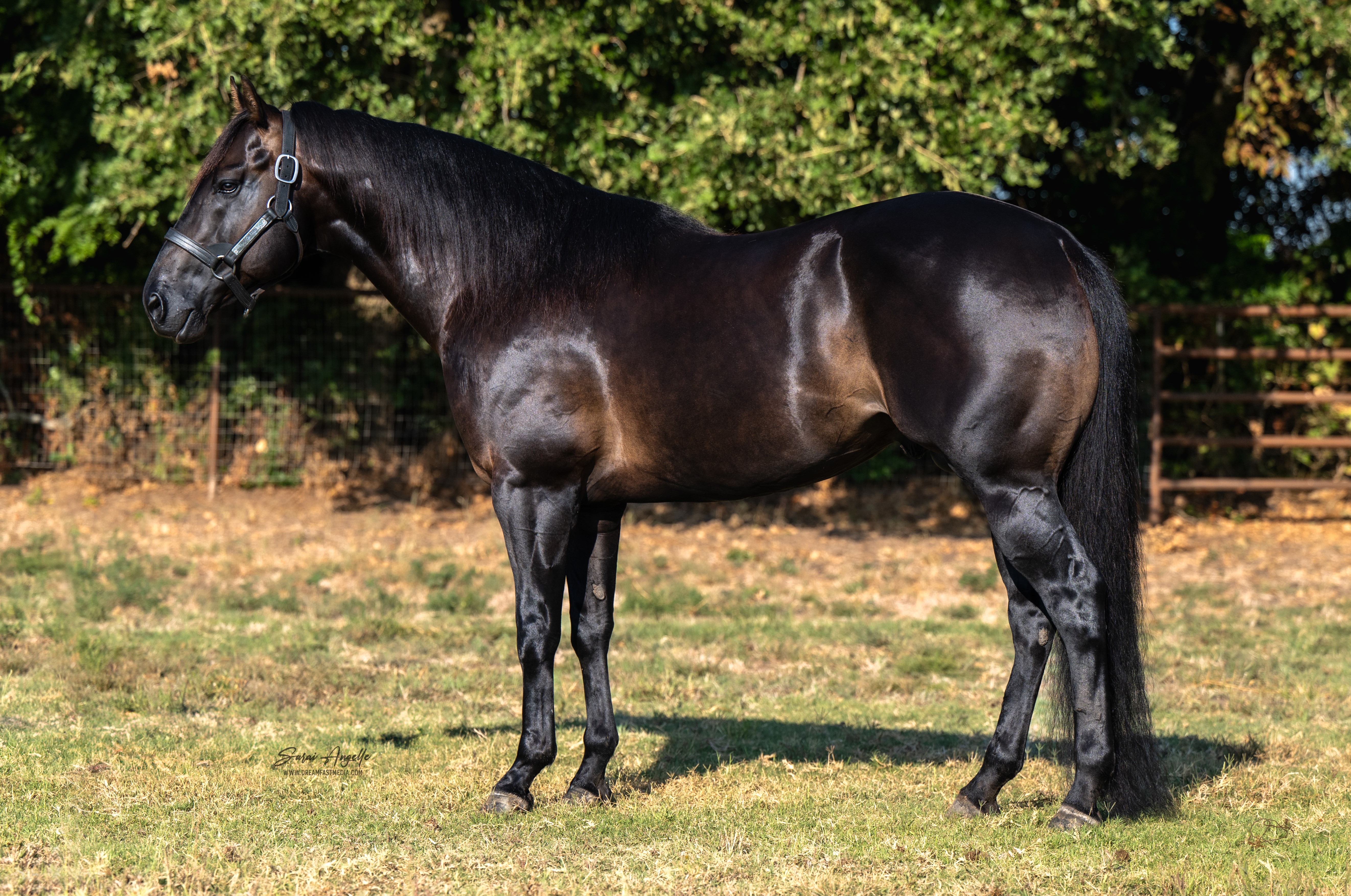 PIEORITIES - Stallions - Ruby Buckle