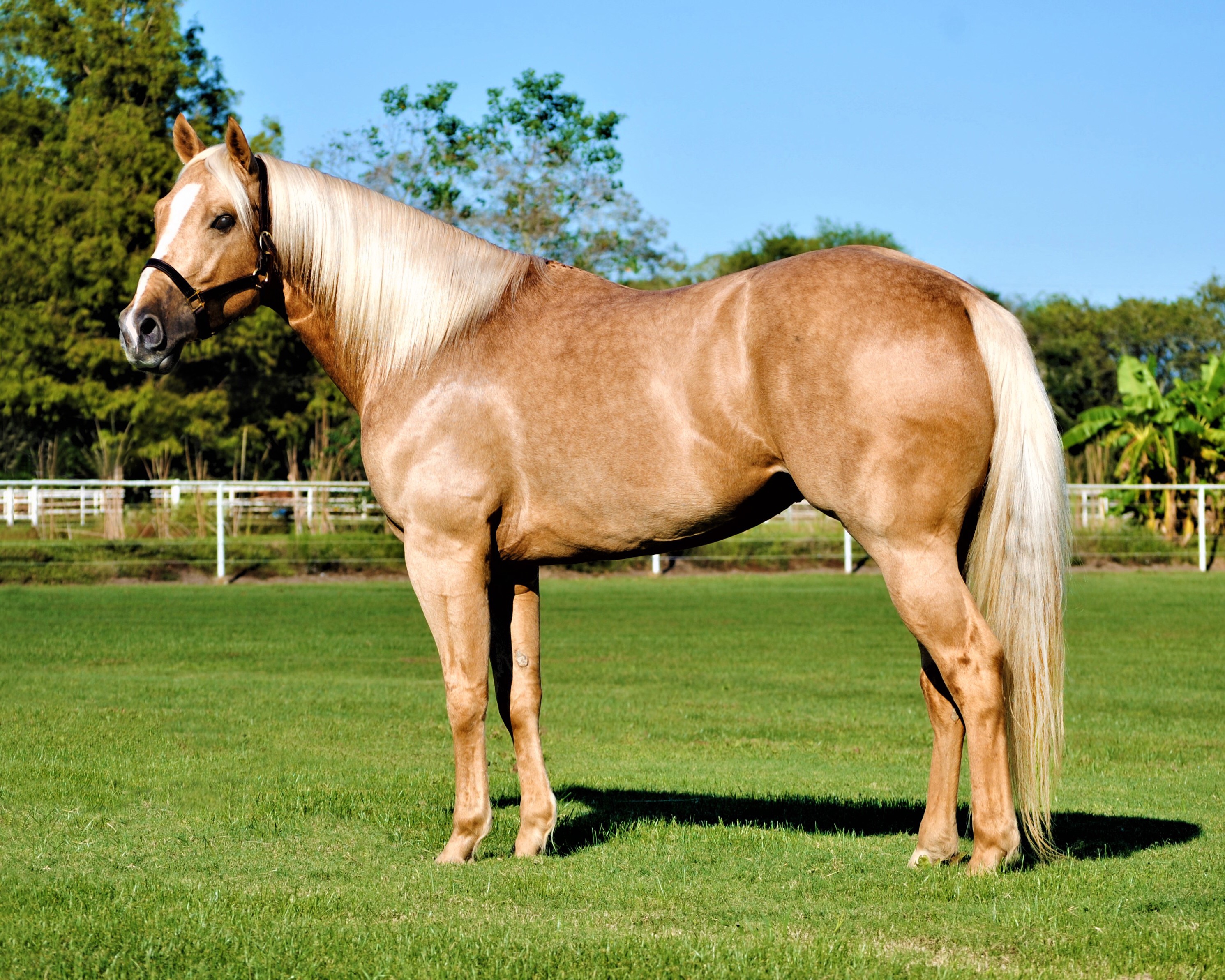 TRUMP THAT - Stallions - Ruby Buckle